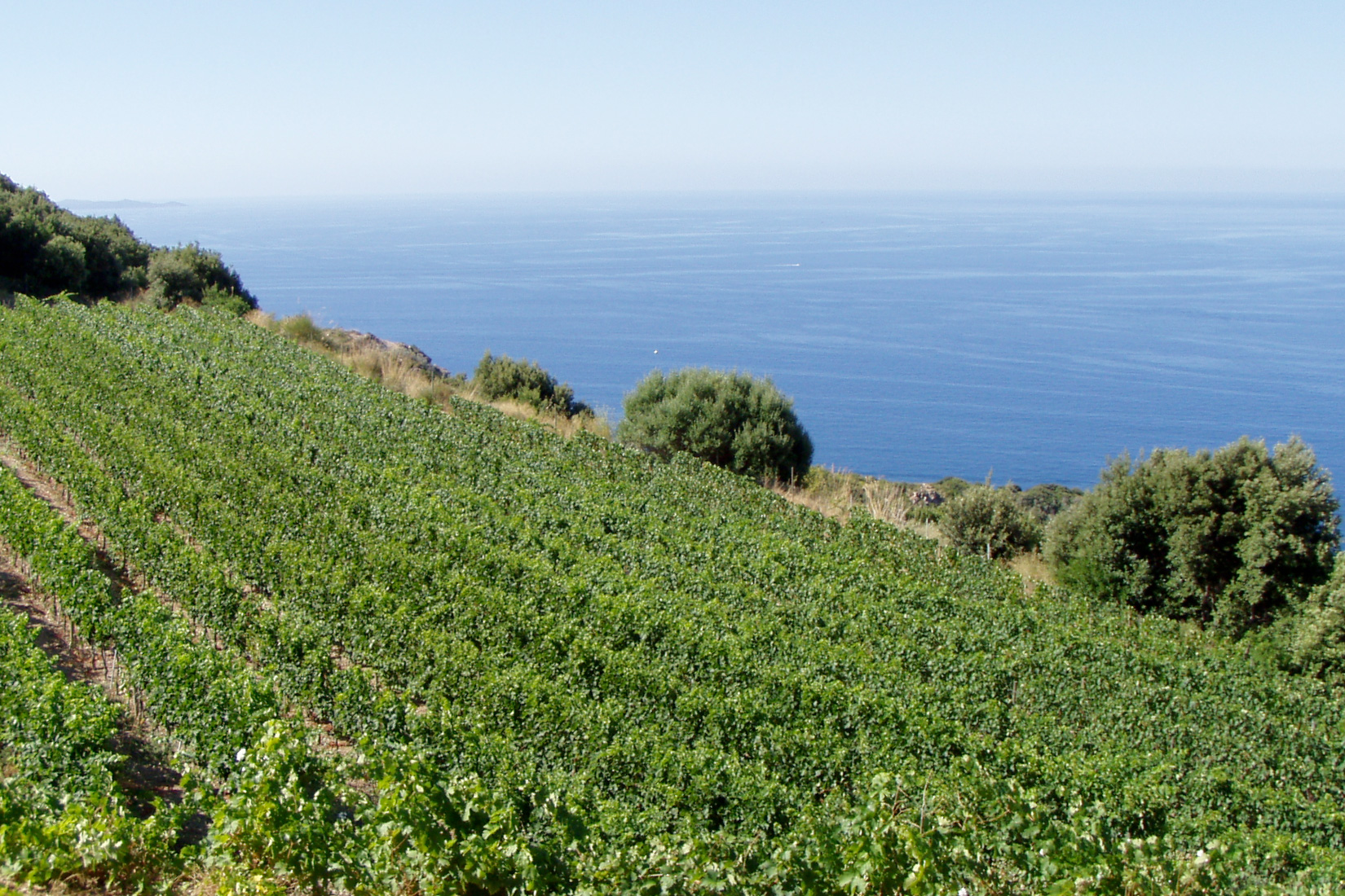 Vineyards and views
