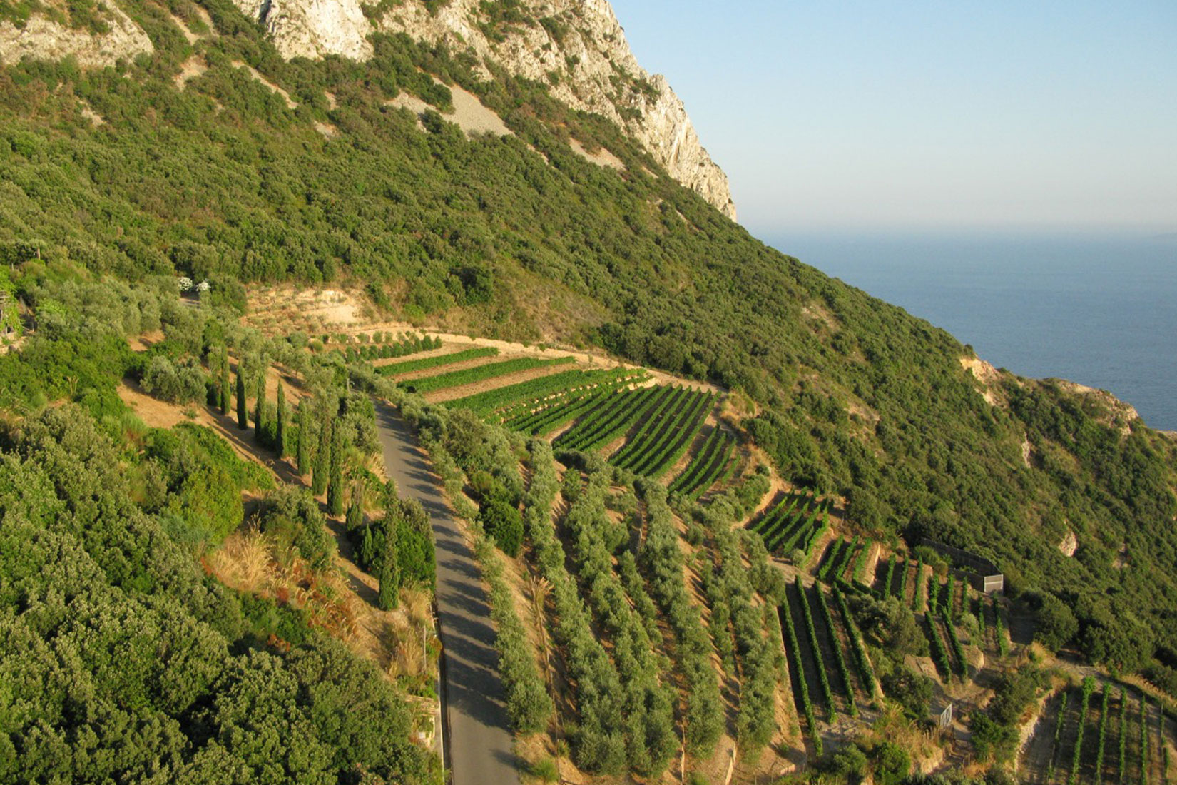 Vineyards and Olive Groves at Capo d’Uomo